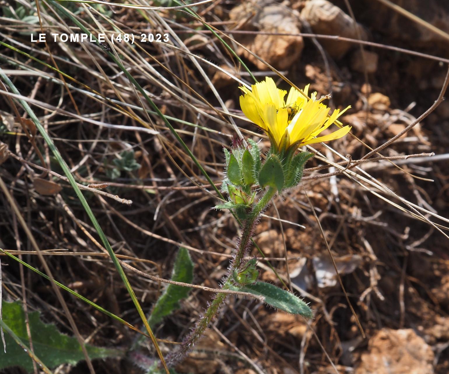 Oxtongue, Bristly